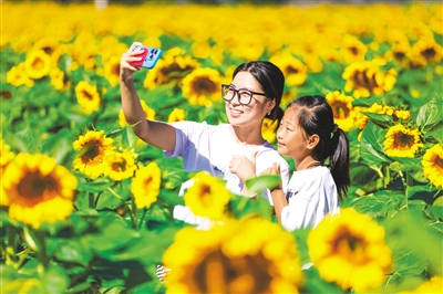 向陽花開美景如畫